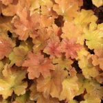 Alum root - beige-golden leaves.