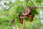 Fresh tamarind fruit and leaf on tree in tropical. Tamarind used as a flavoring in Asian cooking. as in this Vietnamese dish of Canh Chua Ca.