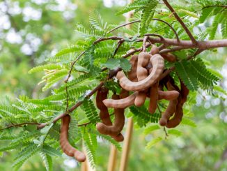 Fresh tamarind fruit and leaf on tree in tropical. Tamarind used as a flavoring in Asian cooking. as in this Vietnamese dish of Canh Chua Ca.