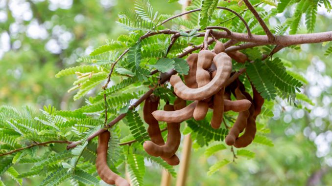 Fresh tamarind fruit and leaf on tree in tropical. Tamarind used as a flavoring in Asian cooking. as in this Vietnamese dish of Canh Chua Ca.