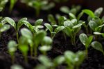 Seedlings rely on auxins and cytokinins for directed growth.