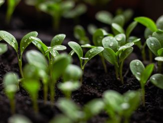 Seedlings rely on auxins and cytokinins for directed growth.