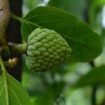 Cherimoya