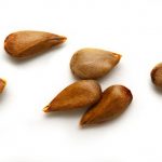 Dry apple seeds on the white background. Used for making apple seed oil.