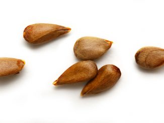 Dry apple seeds on the white background. Used for making apple seed oil.