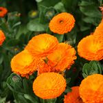 Calendula officinalis.