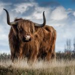 A Highland Bull. The bile is sometimes the source of taurine.