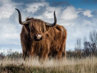 A Highland Bull. The bile is sometimes the source of taurine.