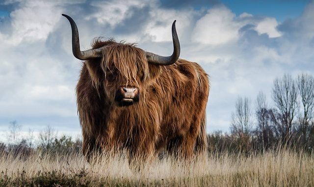 A Highland Bull. The bile is sometimes the source of taurine.