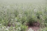A field of marjoram ready for picking.