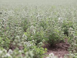 A field of marjoram ready for picking.