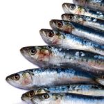 Fresh sardines against a white background with copy space.