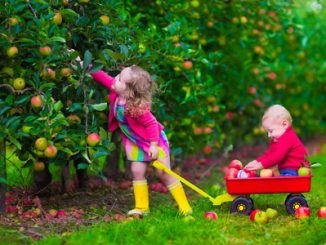 Children picking apples on a farm. little girl and boy play in apple tree orchard. kids pick fruit in autumn with a wheel barrow. toddler and baby eat fruits at fall harvest. outdoor fun for children