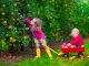 Children picking apples on a farm. little girl and boy play in apple tree orchard. kids pick fruit in autumn with a wheel barrow. toddler and baby eat fruits at fall harvest. outdoor fun for children