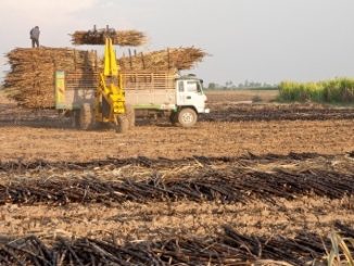 A tractor taking sugarcane and placing it on a vehicle with other sugar cane.