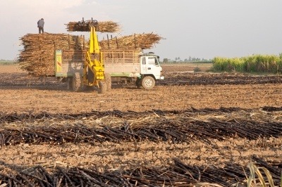 A tractor taking sugarcane and placing it on a vehicle with other sugar cane.