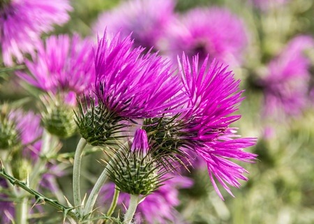 A full picture of the magenta flowers of milk thistle.