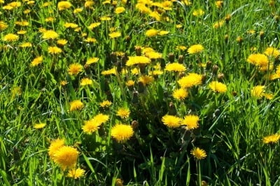 Golden yellow dandelions in a field.