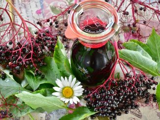 Elderberry juice in a Kilner jar surrounded by elderberries, green leaves and a daisy.