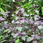 Purple leaves of Perilla frutescens.