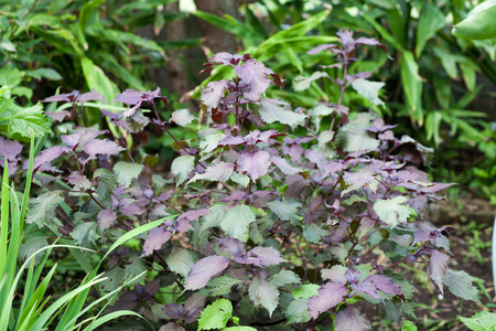 Purple leaves of Perilla frutescens.