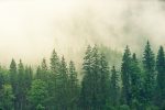 forest in mist. A resource for fermentation using cellulases and xyloglucanases.