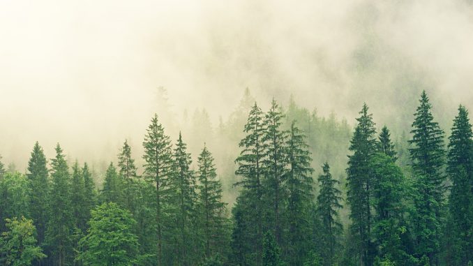 forest in mist. A resource for fermentation using cellulases and xyloglucanases.