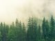 forest in mist. A resource for fermentation using cellulases and xyloglucanases.