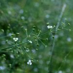 Flower of a European water plantain (Alisma plantago-aquatica)