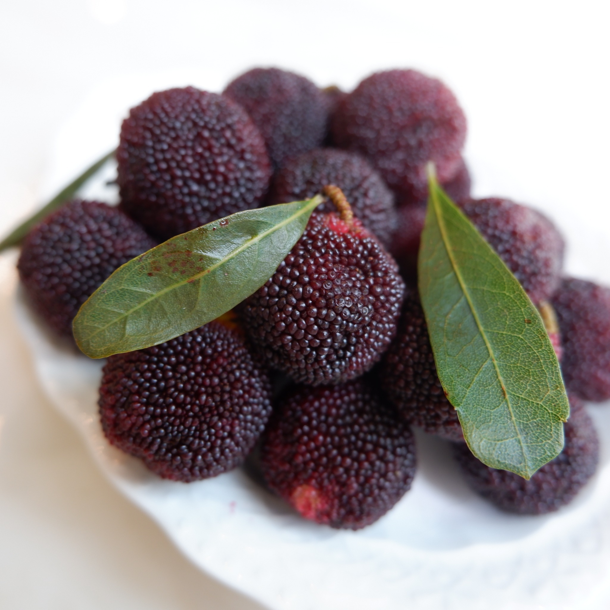 Myrica rubra is also called yangmei, yamamomo, Chinese bayberry, Japanese bayberry, red bayberry, yumberry, waxberry, or Chinese strawberry.