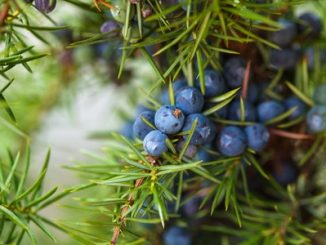 Juniper on the bush. close up berries in the forest