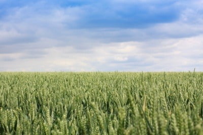 A field of wheat with a blue sky backdrop.