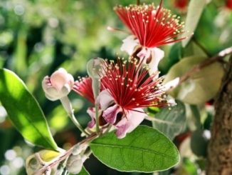 Feijoa flowers are beautiful.