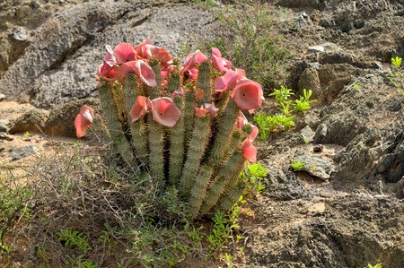 Hoodia gordonii, a medicinal plant, in flower (ai-ais - richterveld transfrontier park)