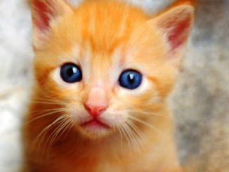 A full photograph of a ginger cat (kitten).