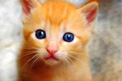 A full photograph of a ginger cat (kitten).