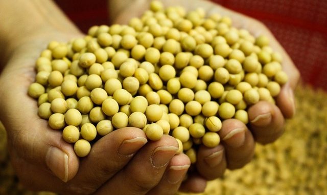 Soya beans in two hands. A source of SSPS. Soya allergy can be a consequence of ingestion.
