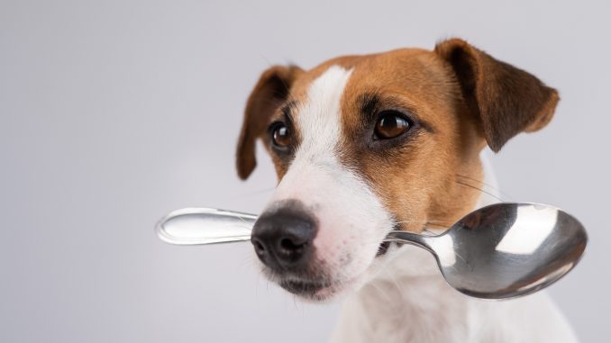A dog with spoon in mouth hoping for pet foods.