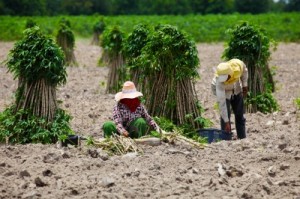Women collecting cassava roots in an open field