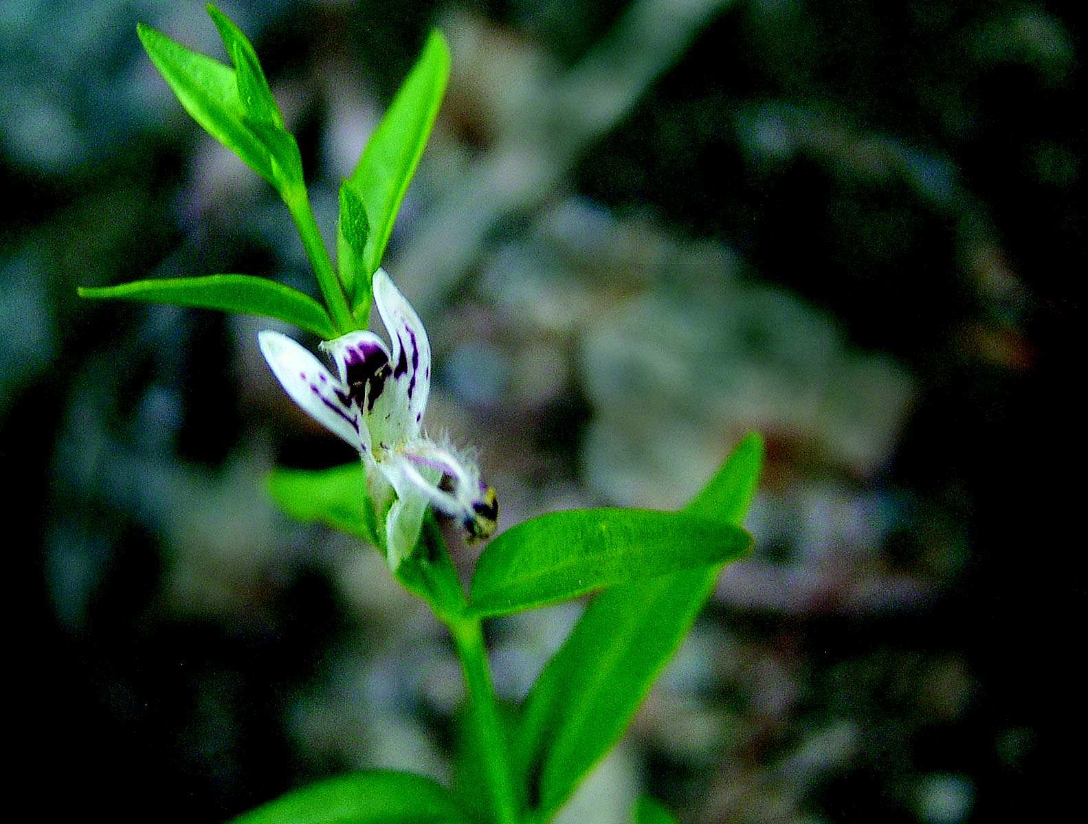 Кальмег (Andrographis paniculata, Андрографис метельчатый)