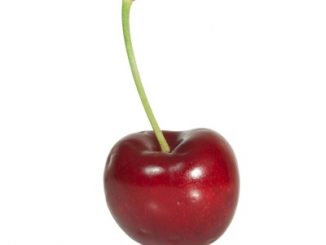 Tart cherry with stalk on a white background.