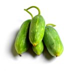 Coccinia grandis, ivy gourd, Cucurbitaceae - 4 gourds on a white background.
