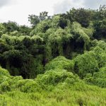 Mikania trailing over forest land in Hong Kong.