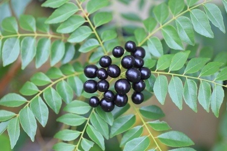 An image of the curry leaf plant with black berries.
