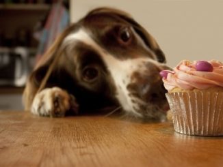 Spaniel dog with head on table hoping to eat a fairy cake.