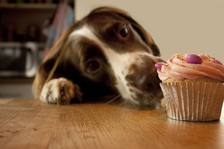 Spaniel dog with head on table hoping to eat a fairy cake.