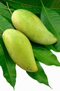 Mango fruit with leaves on a white background. 