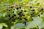 Blackcurrants hanging from a bushy twig.
