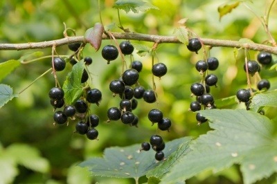 Blackcurrants hanging from a bushy twig.