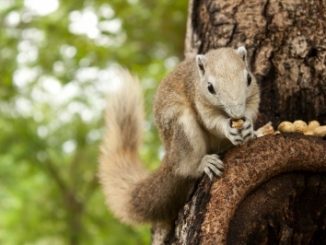 A squirrel on a tree boll eating some nuts.